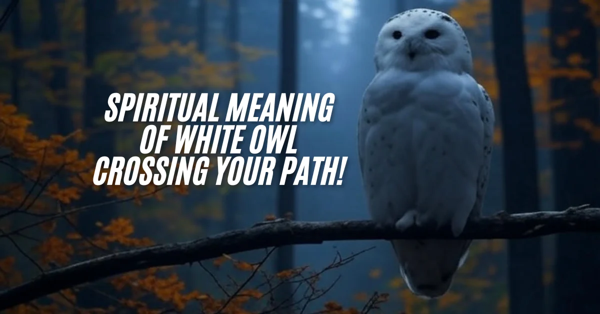 7 Powerful Spiritual Meaning Of White Owl Crossing Your Path!